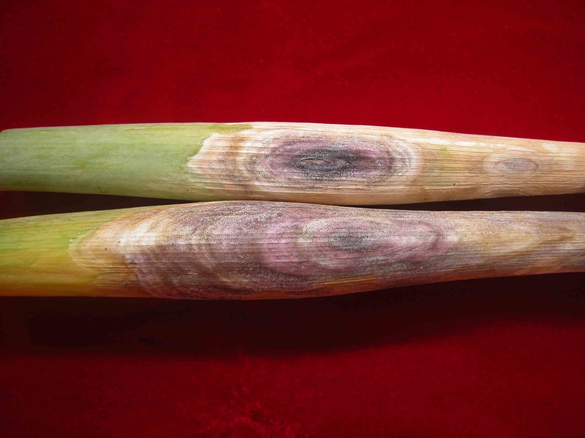 Pleospora