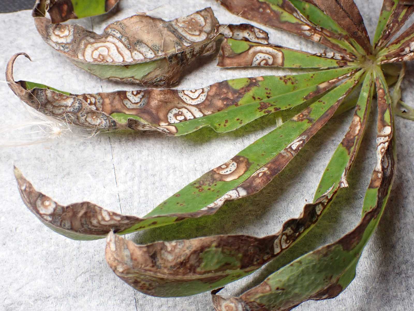 Septoria linicola