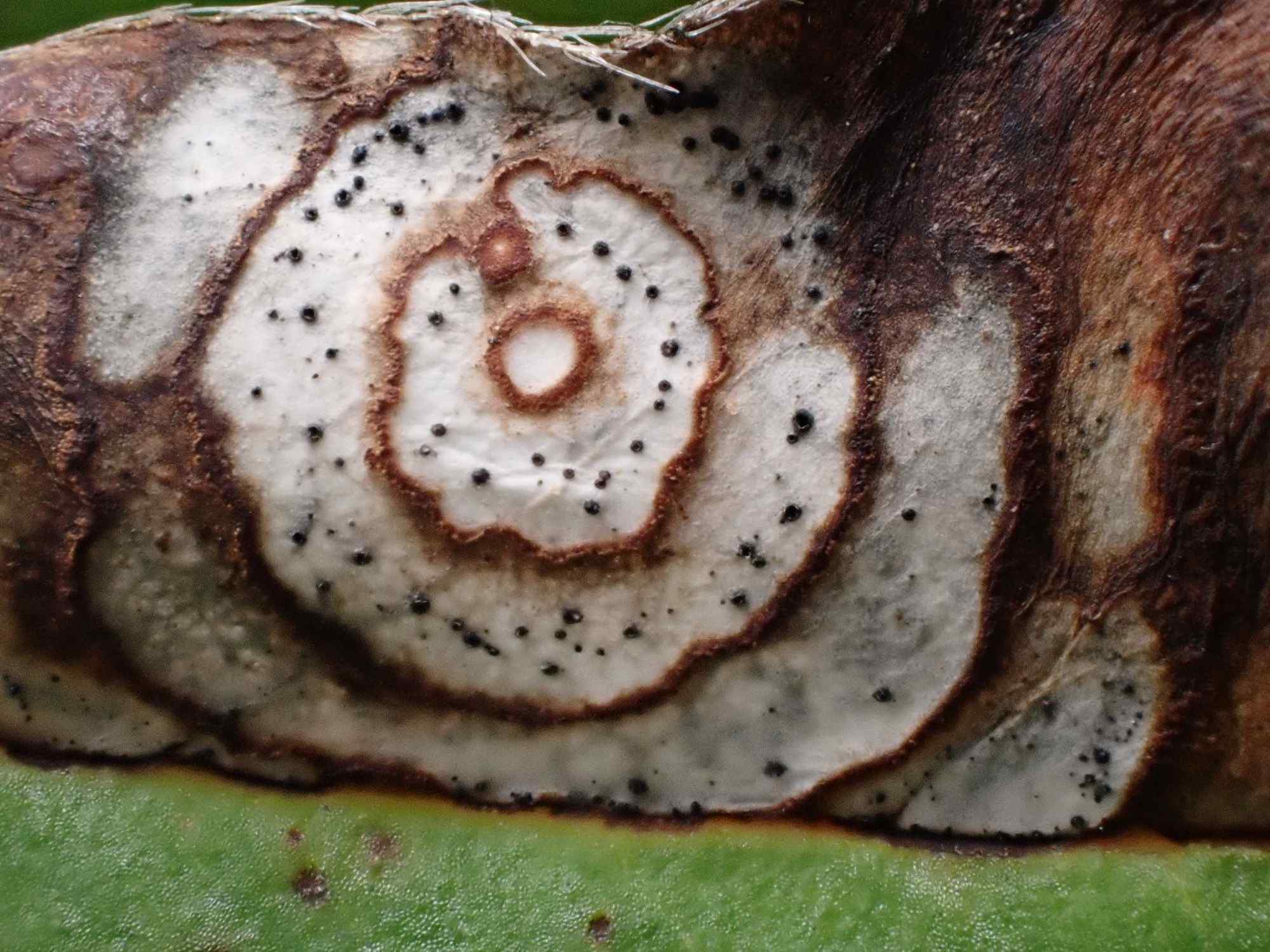 Septoria linicola