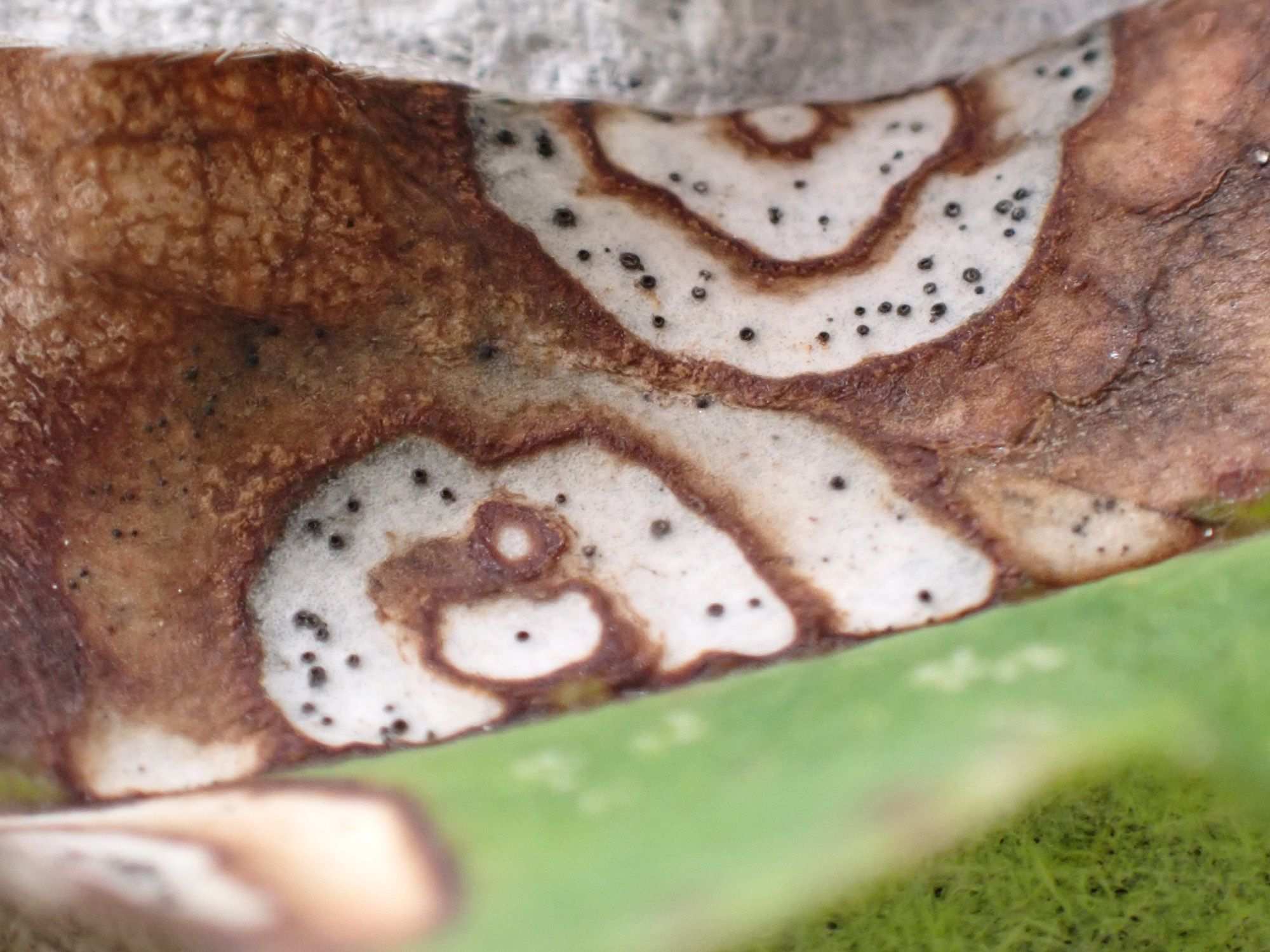 Septoria linicola