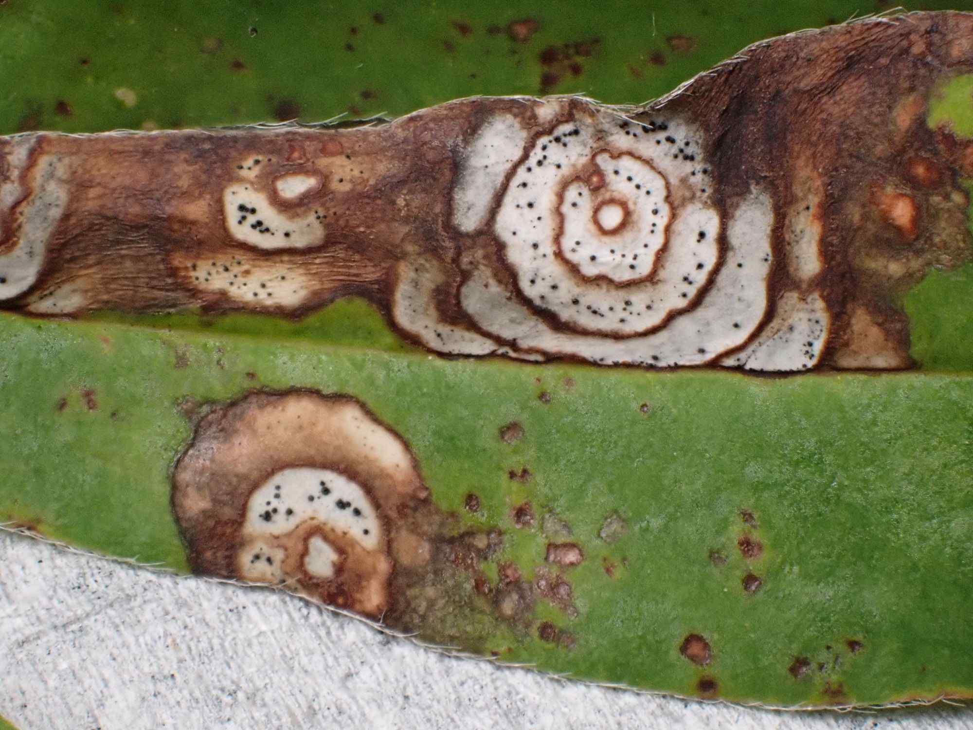 Septoria linicola