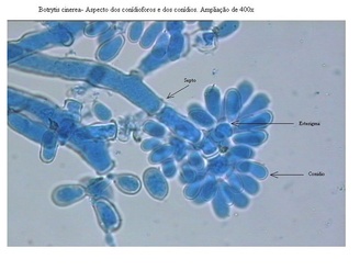 Botrytis cinerea