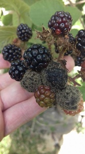 Botrytis cinerea