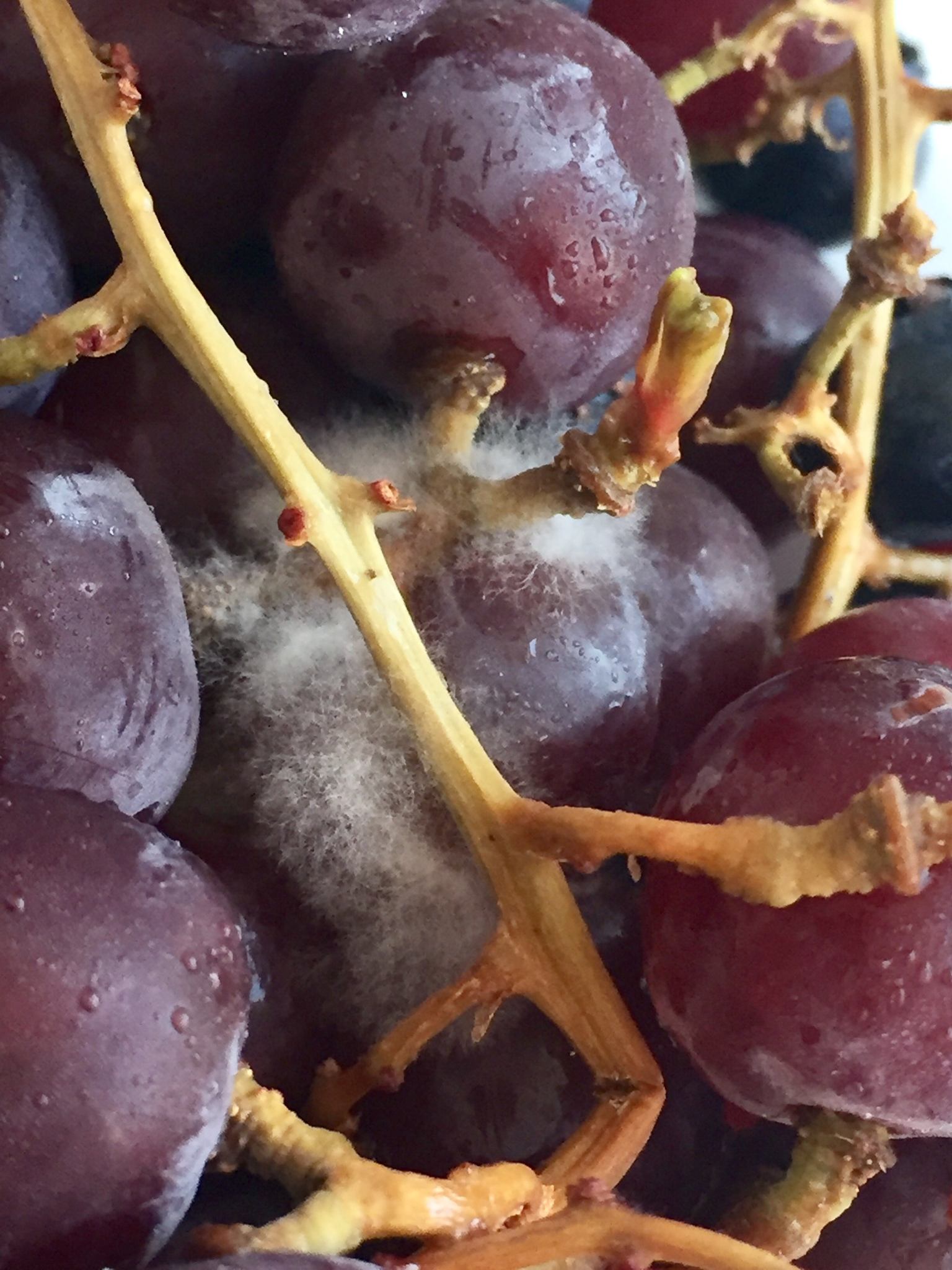 Botrytis cinerea