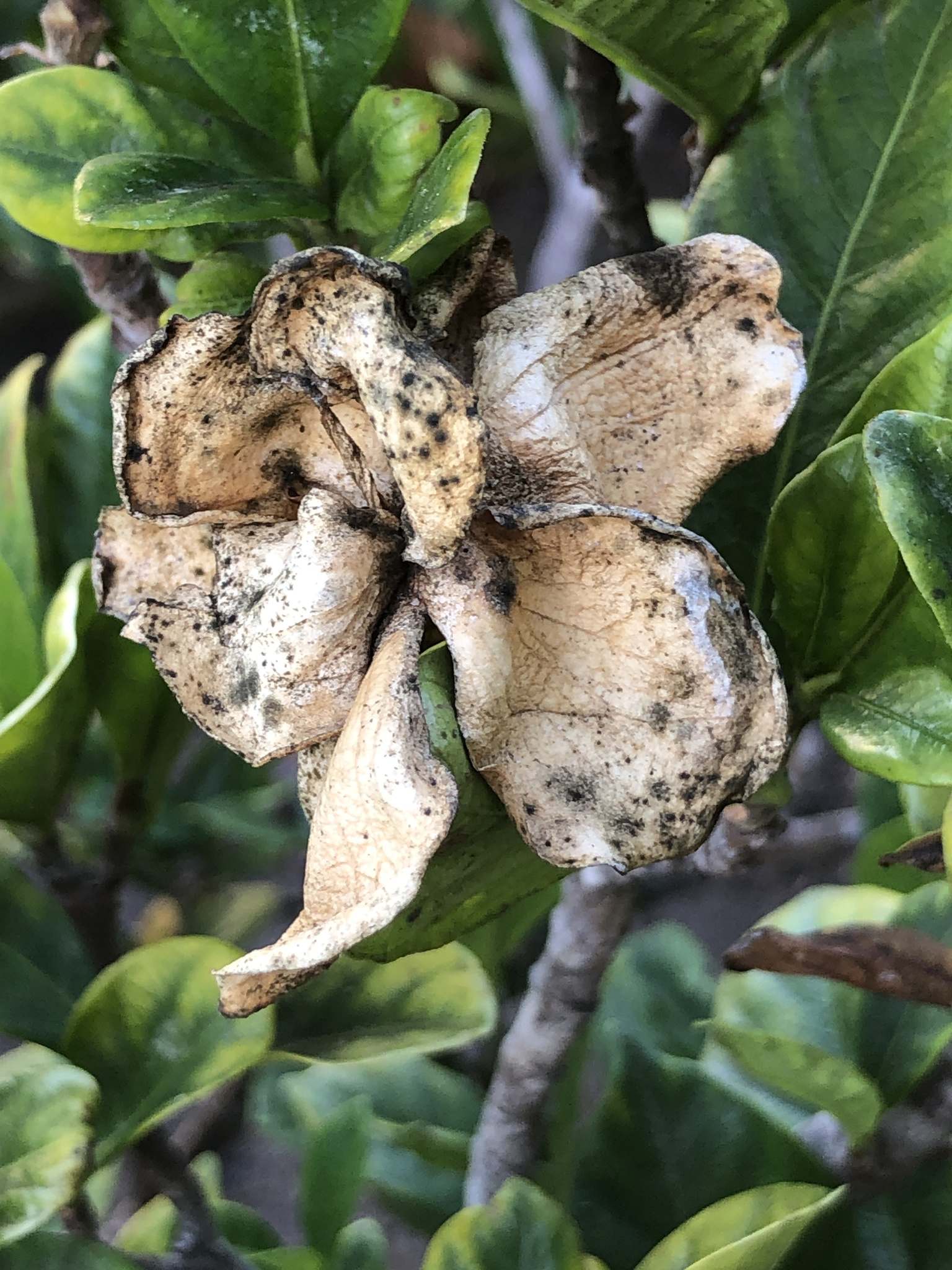 Botrytis cinerea