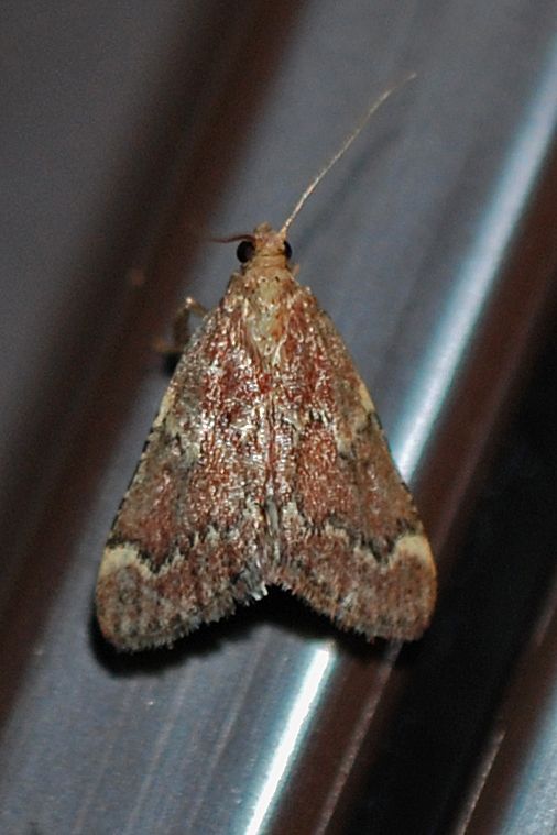 Herculia
