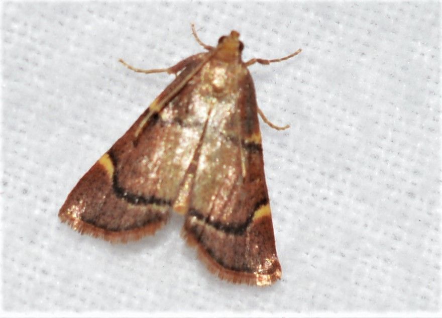 Herculia