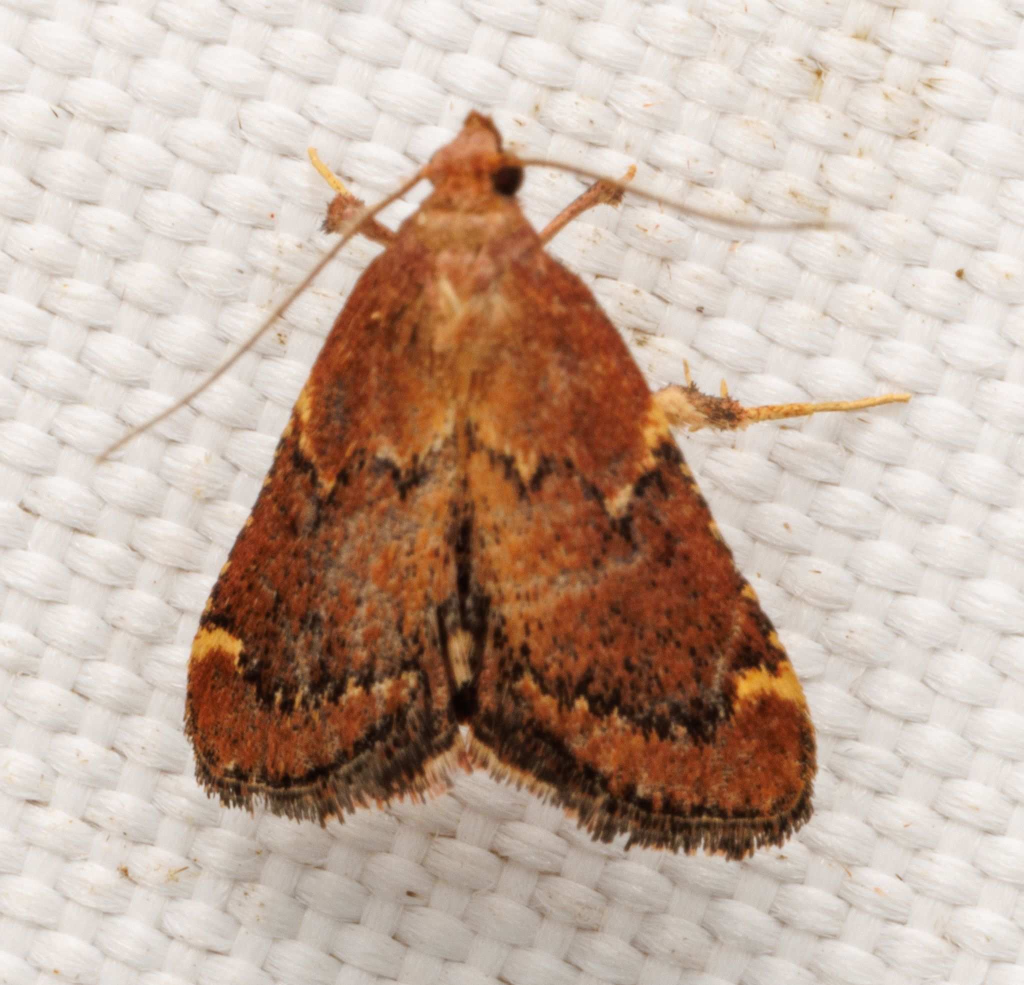 Herculia