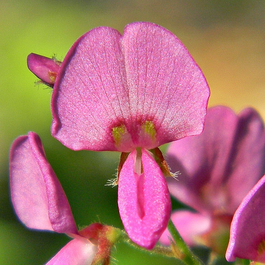 Desmodium incanum