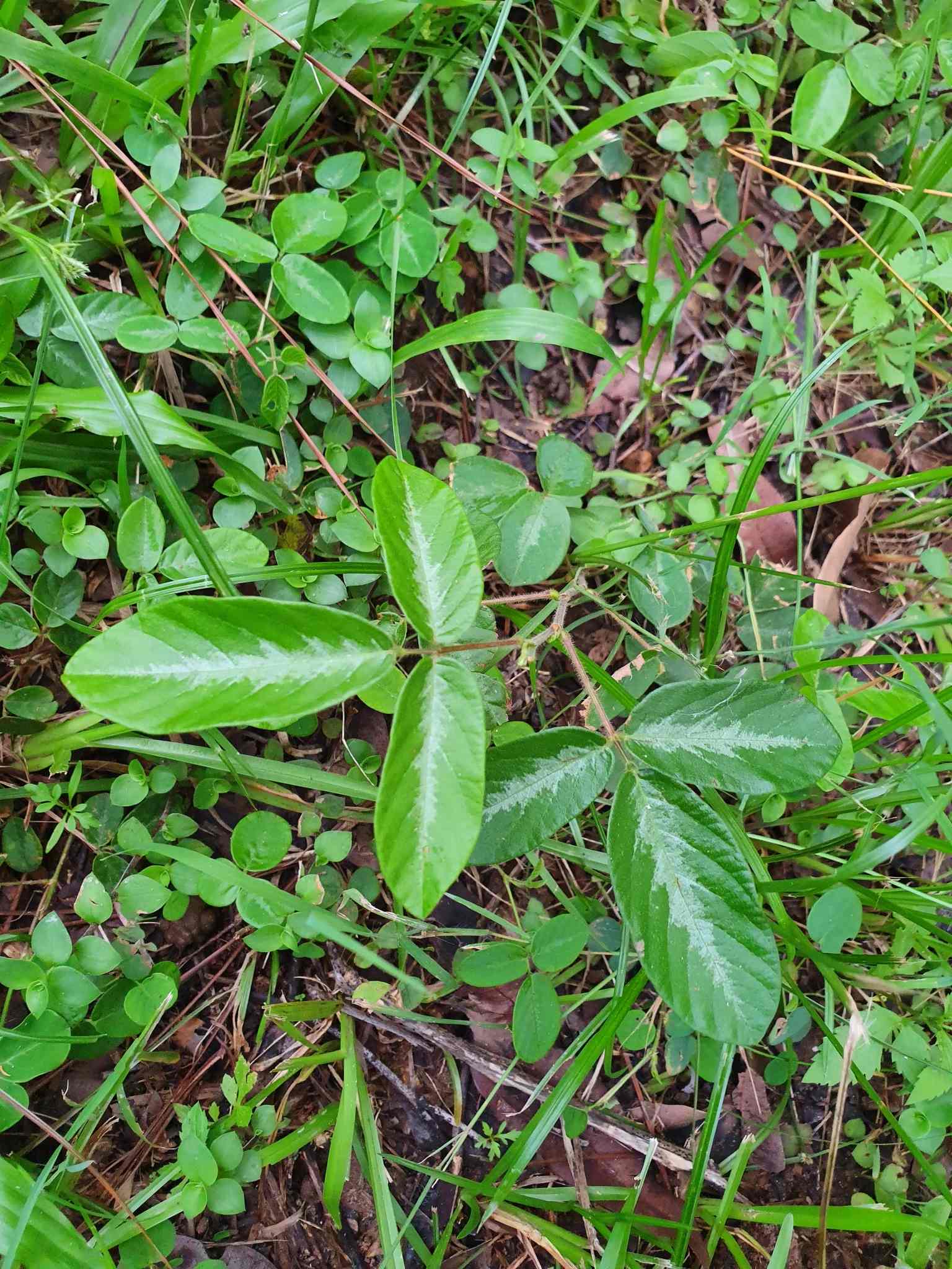 Desmodium incanum