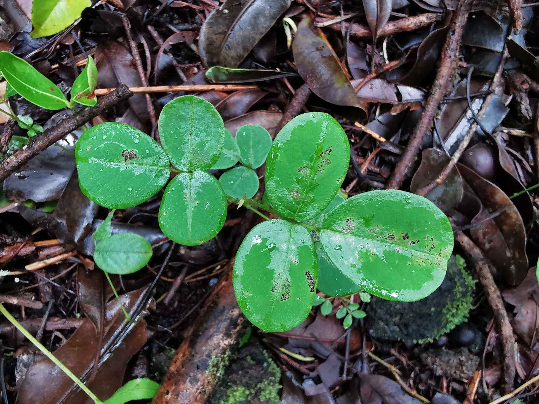 Desmodium incanum