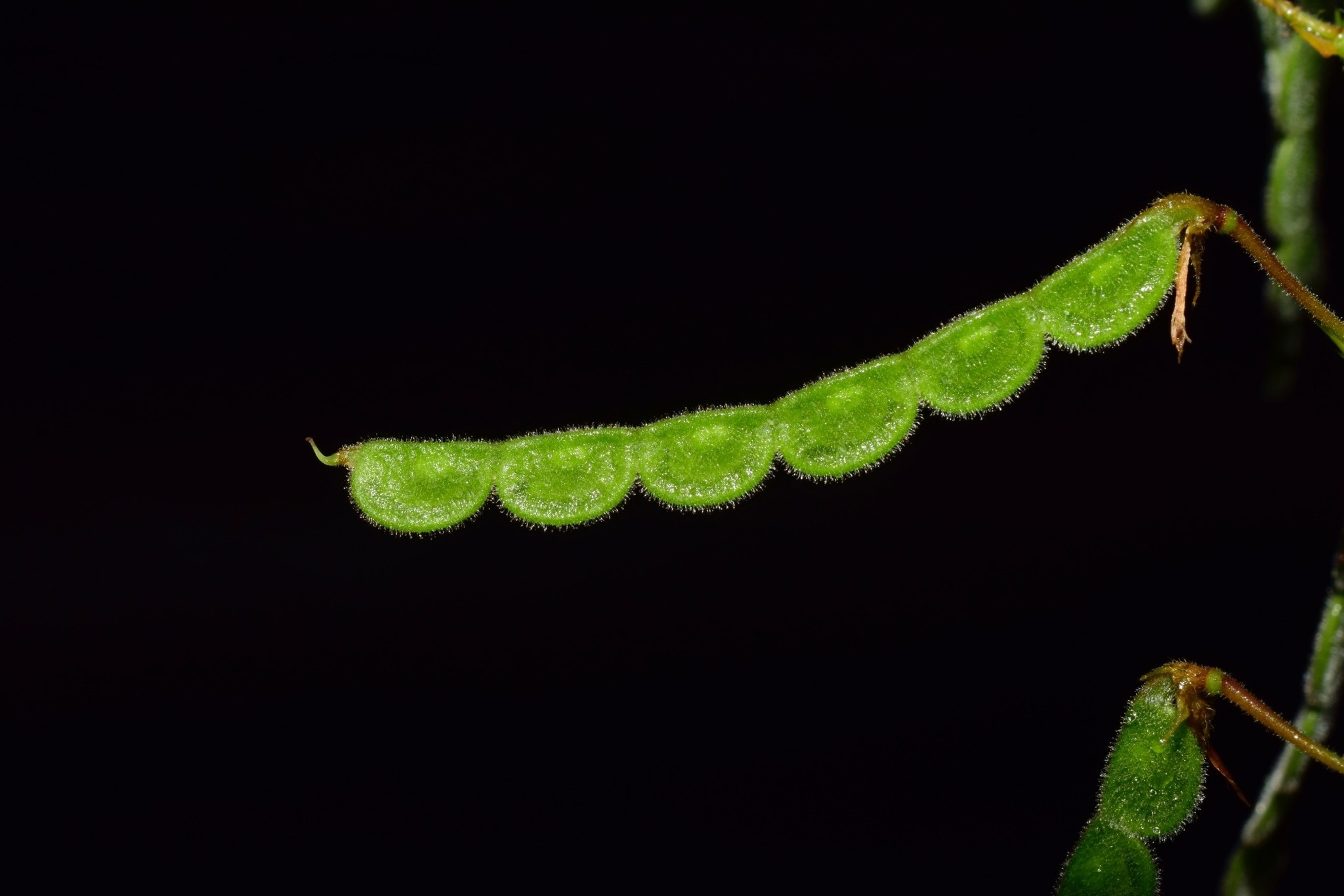 Desmodium incanum