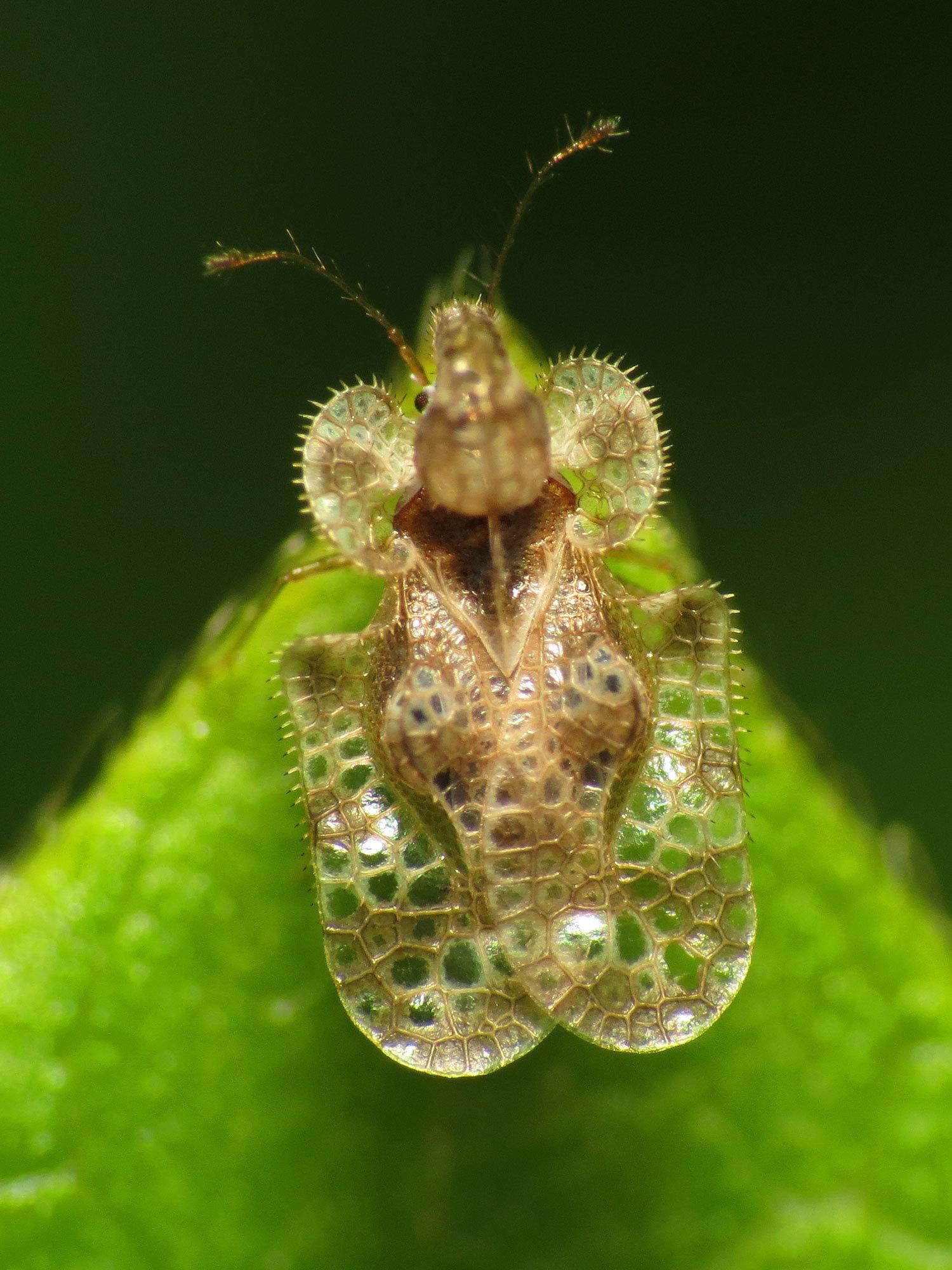 Corythucha marmorata