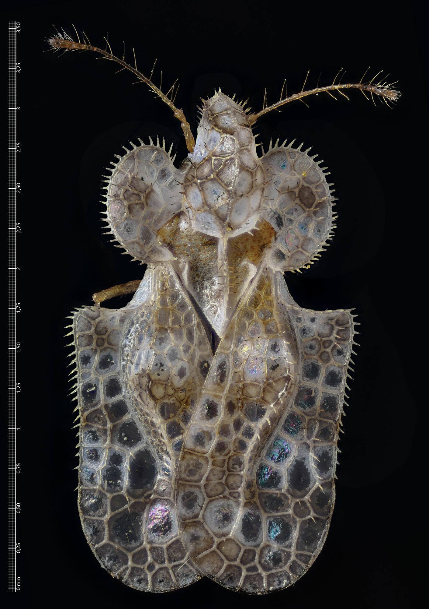 Corythucha marmorata