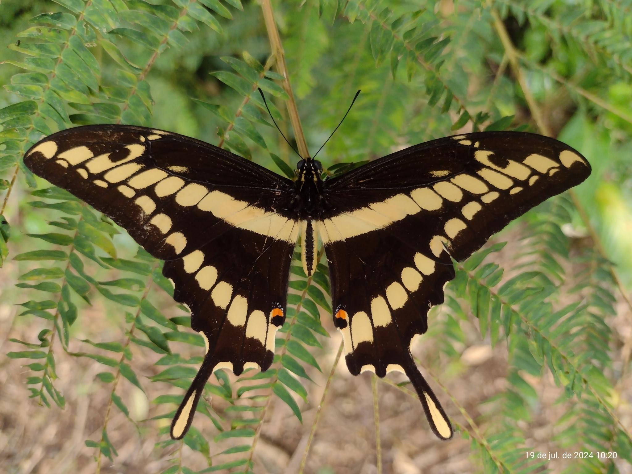Papilio thoas