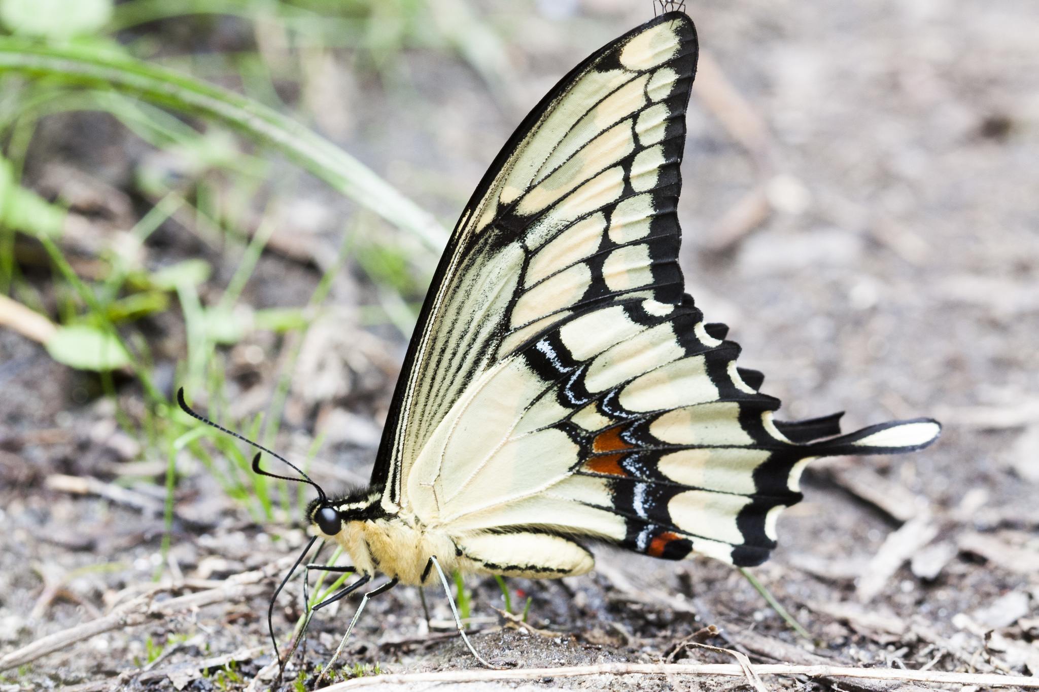 Papilio thoas