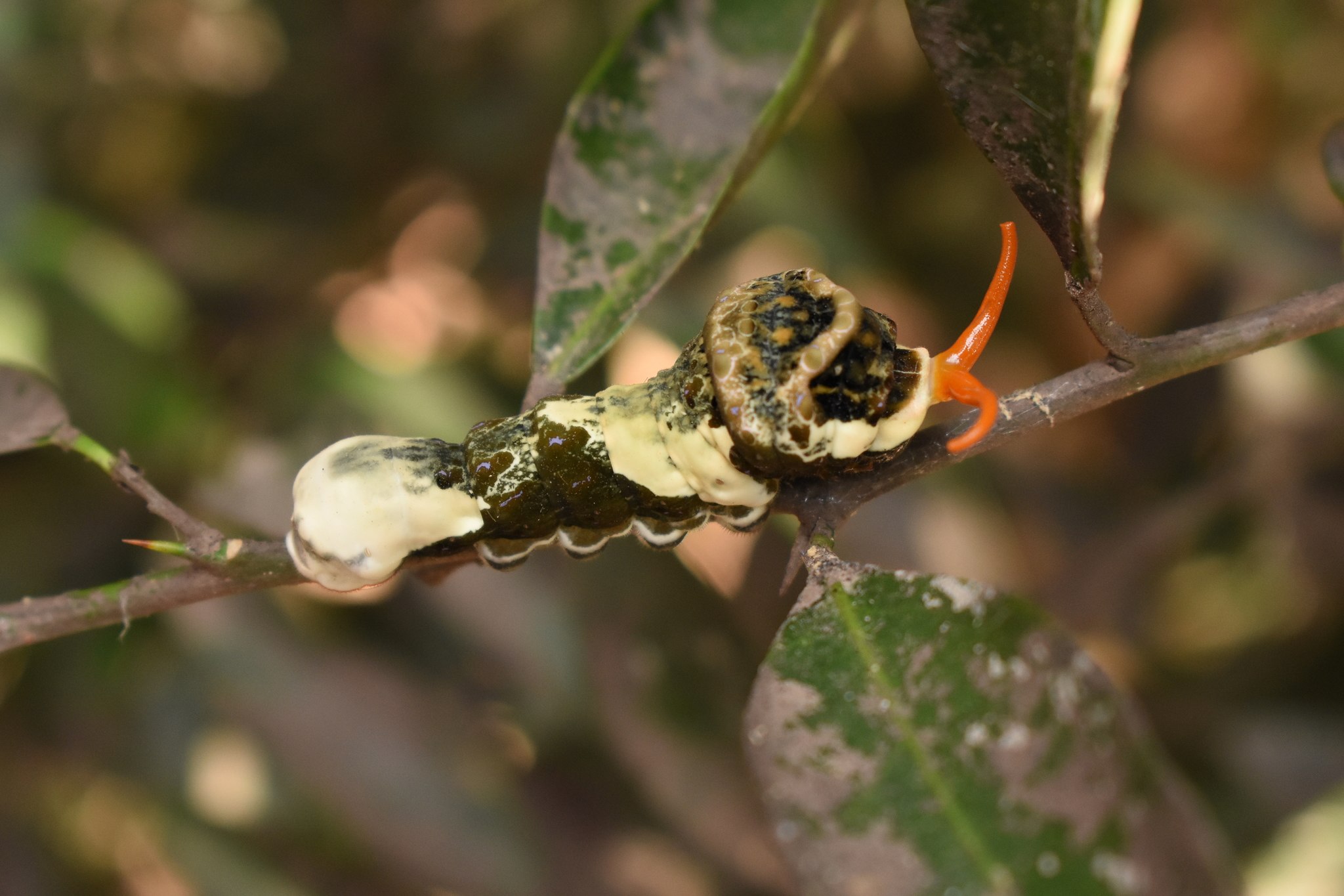 Papilio thoas