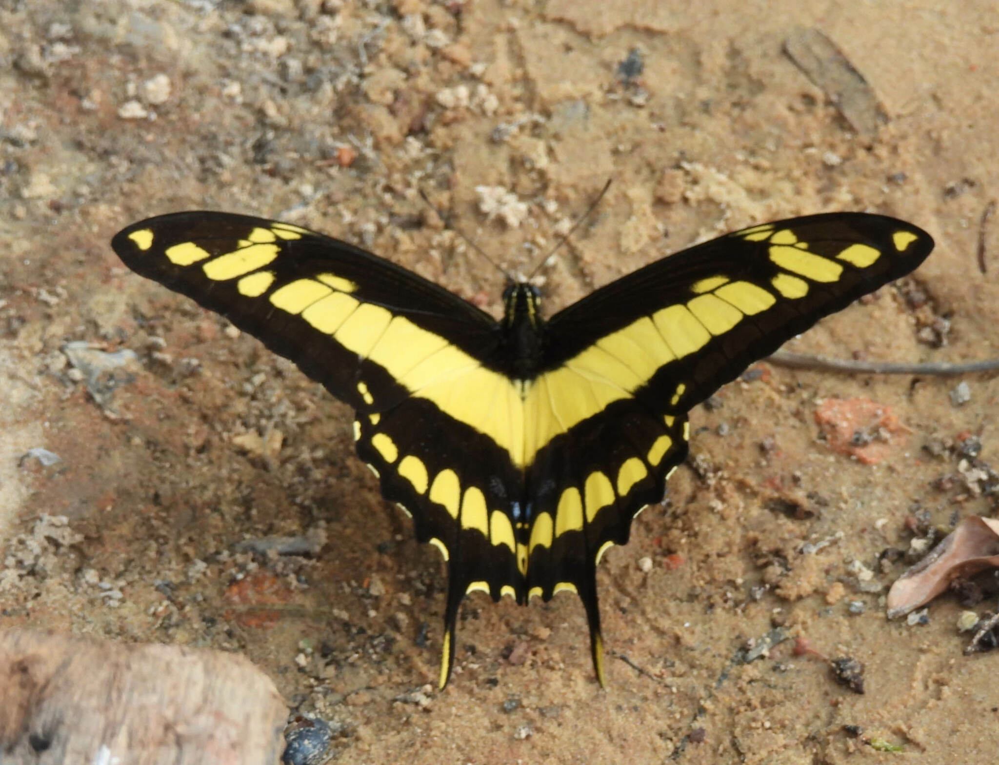 Papilio thoas
