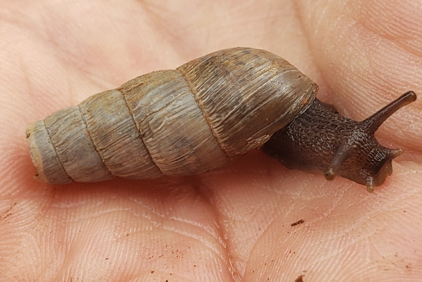 Rumina decollata