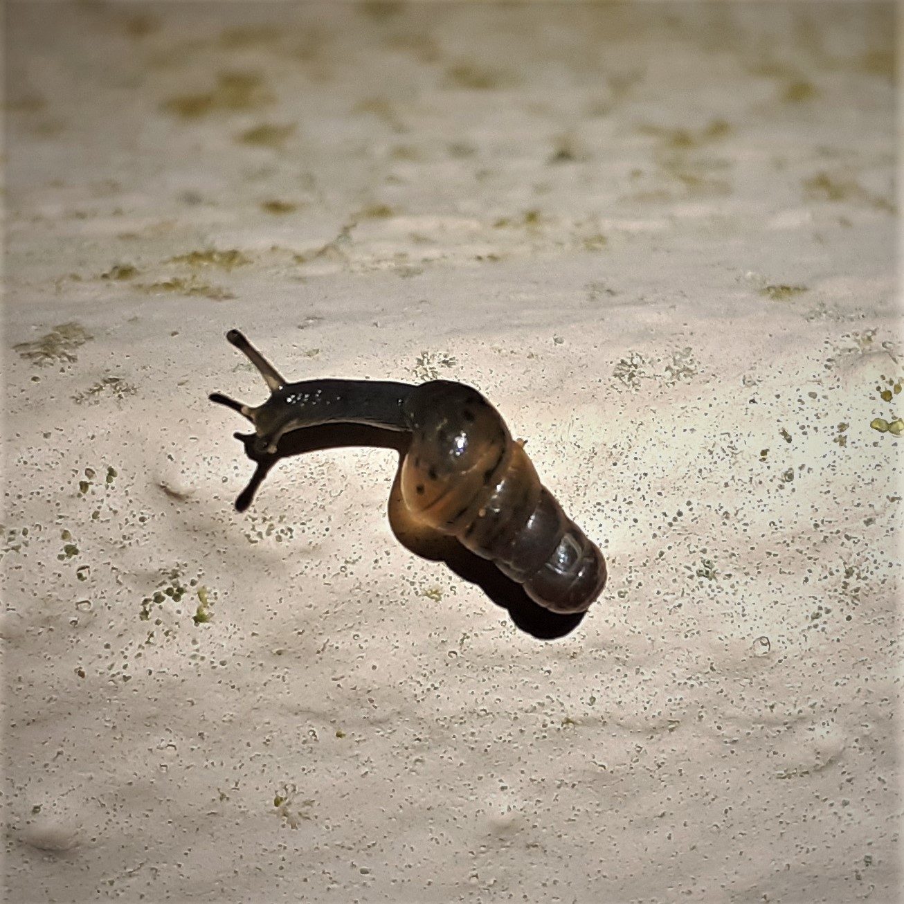 Rumina decollata