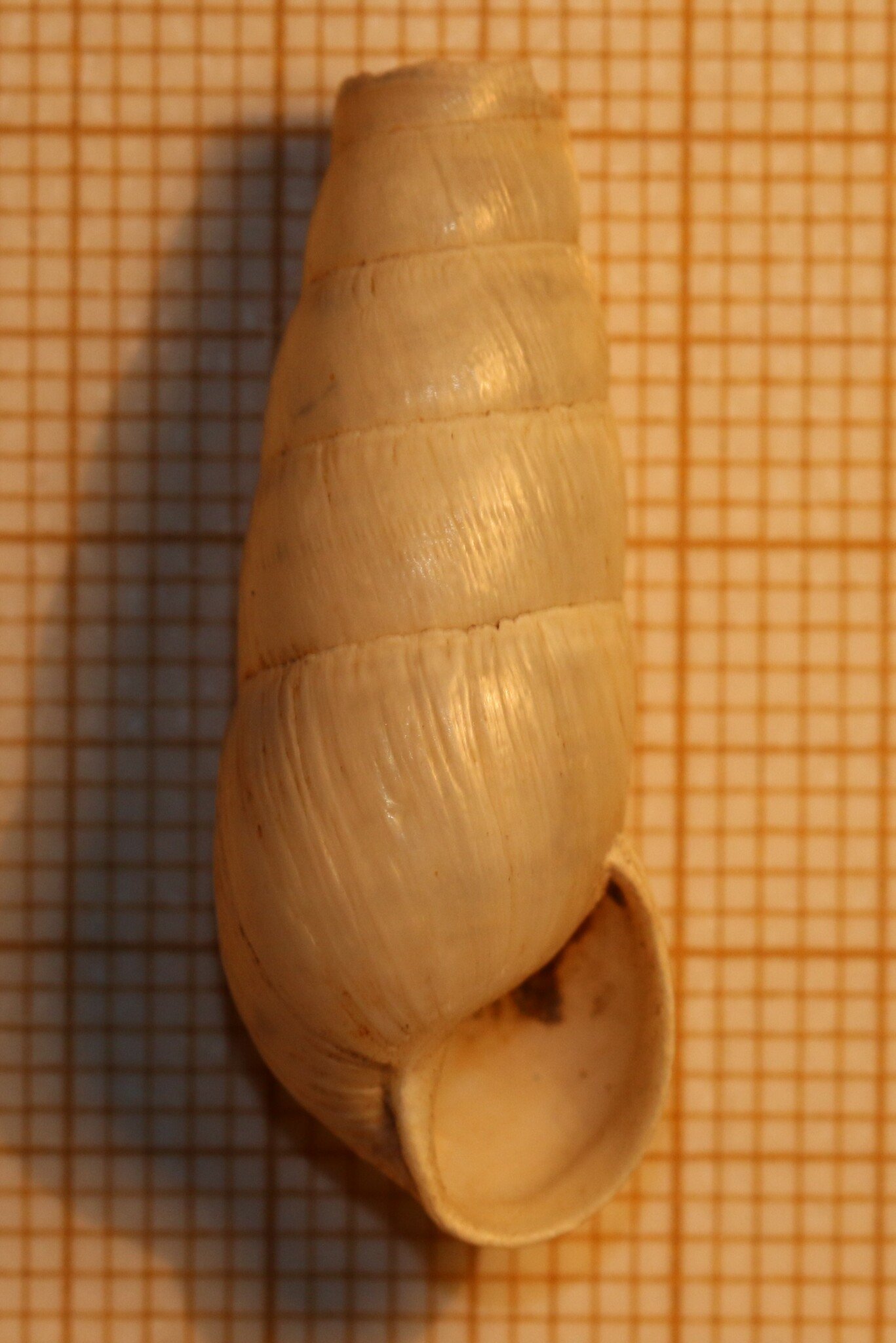 Rumina decollata
