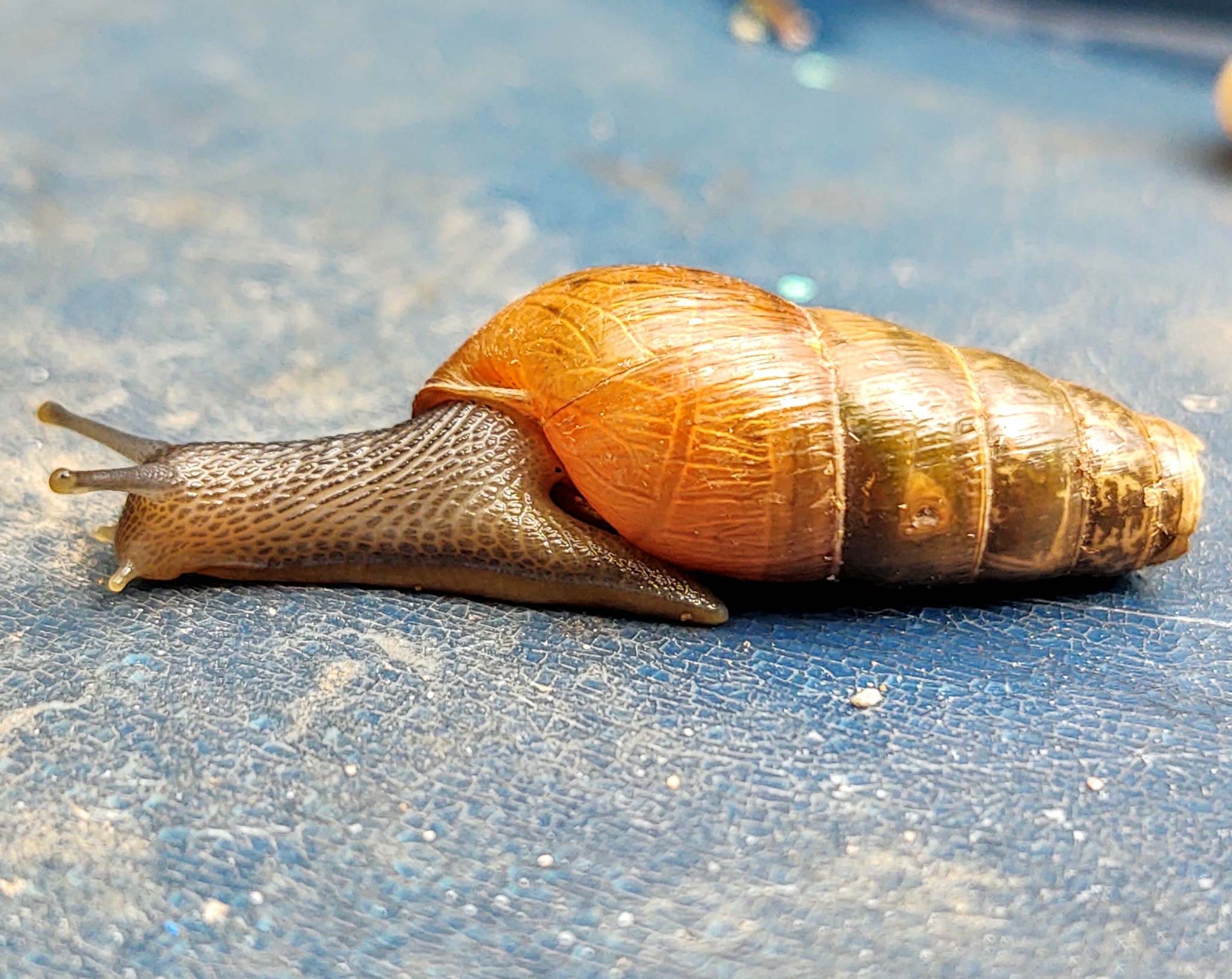 Rumina decollata