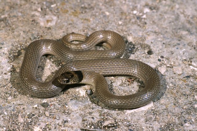 Collaria