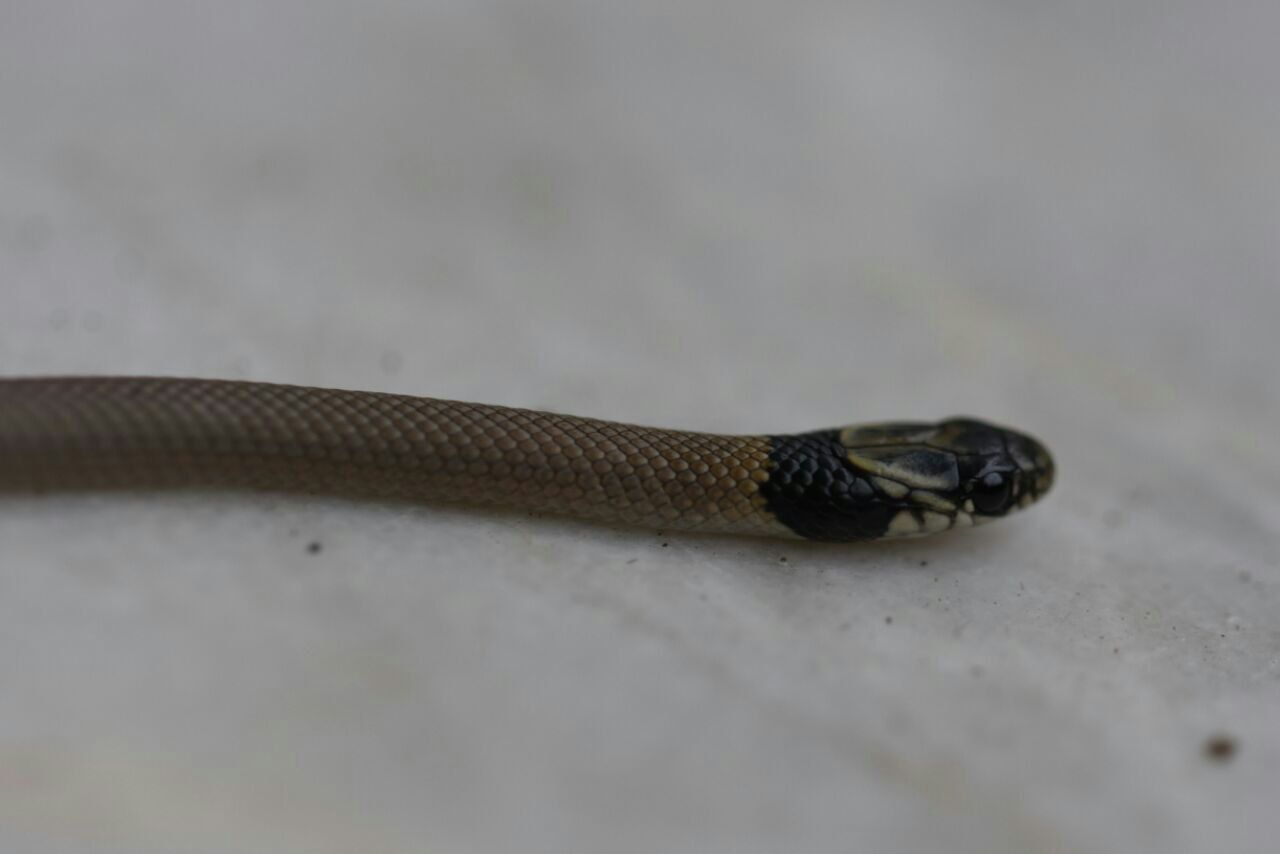 Collaria