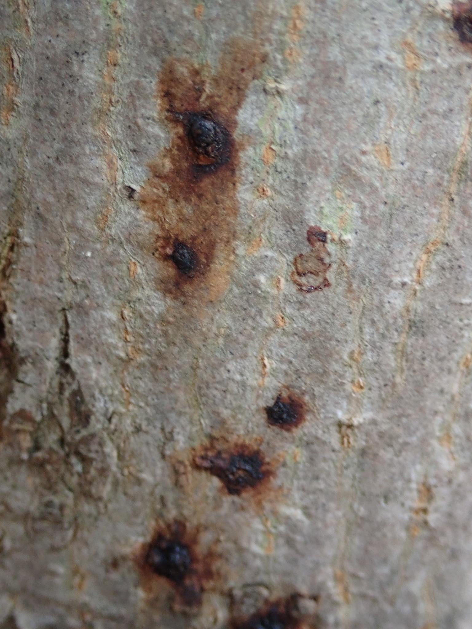 Phytophthora cactorum