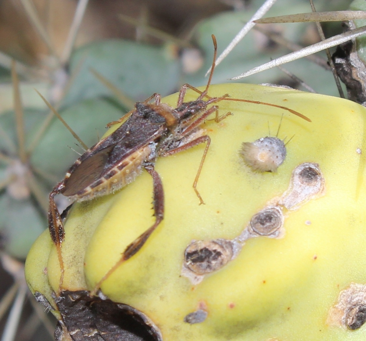 Phytophthora cactorum