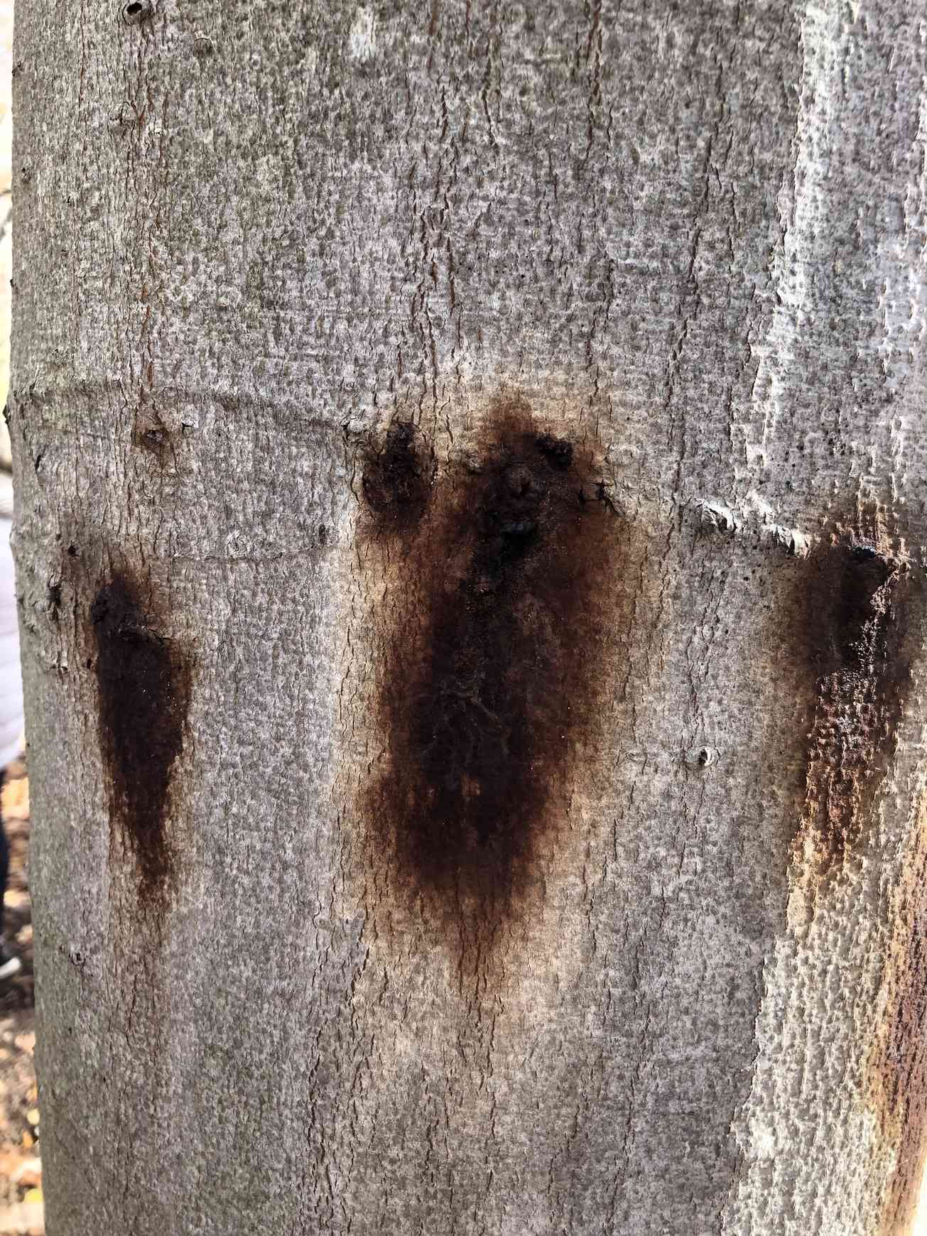 Phytophthora cactorum