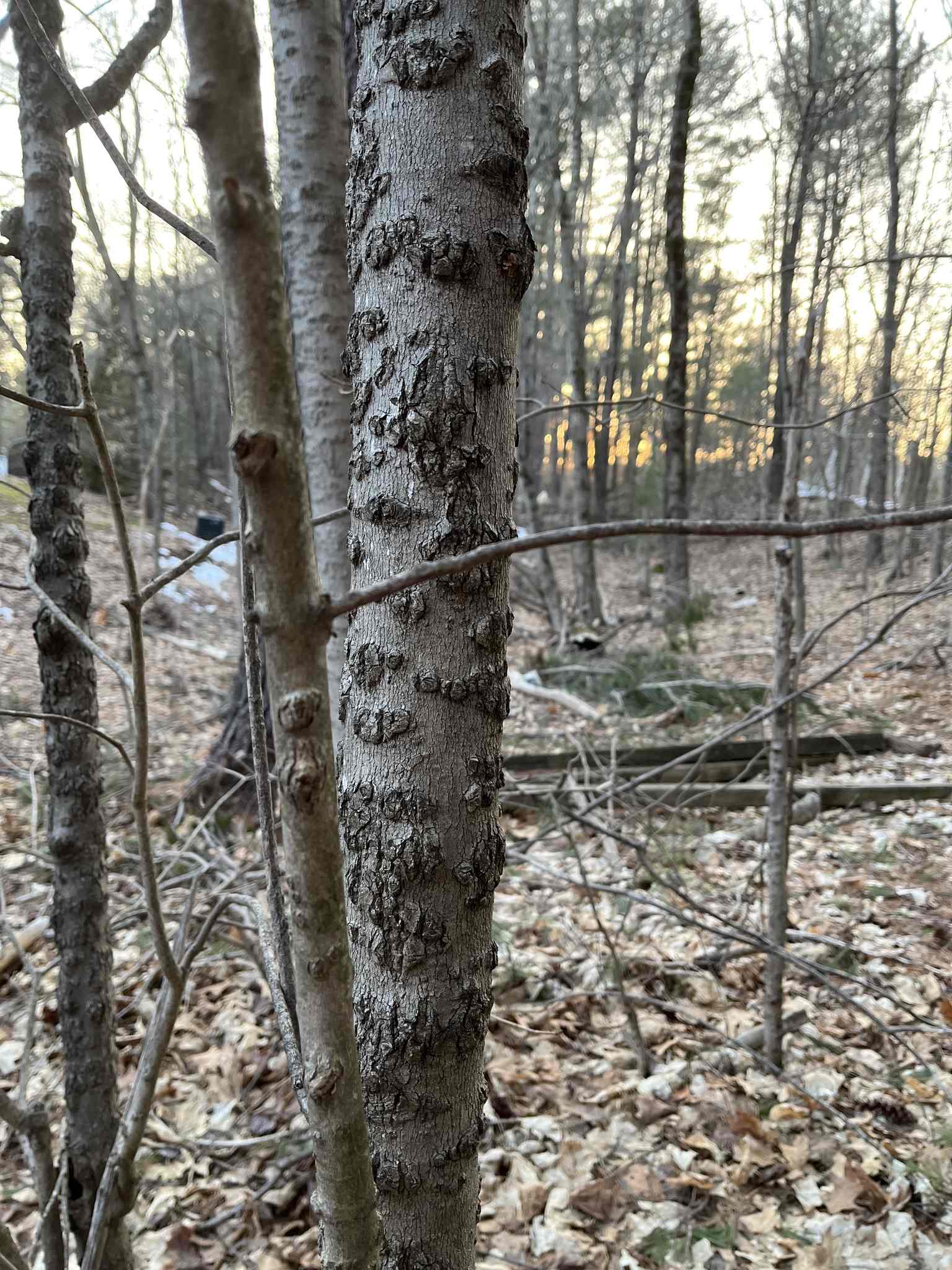 Phytophthora cactorum