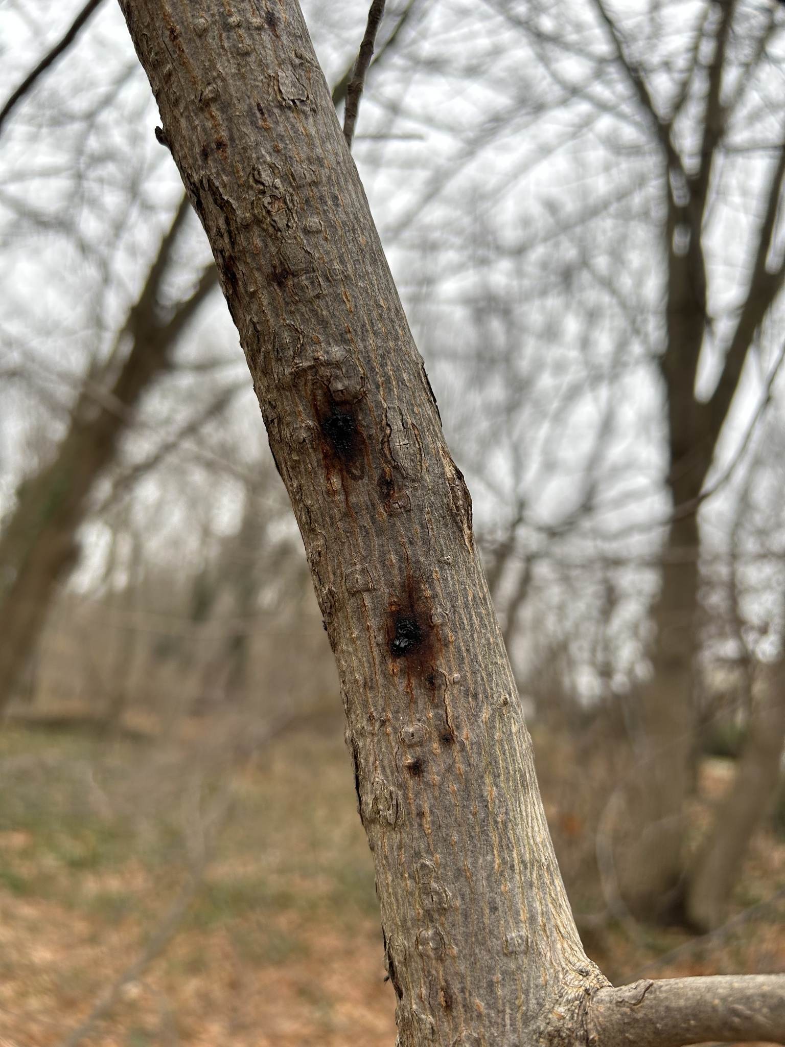 Phytophthora cactorum