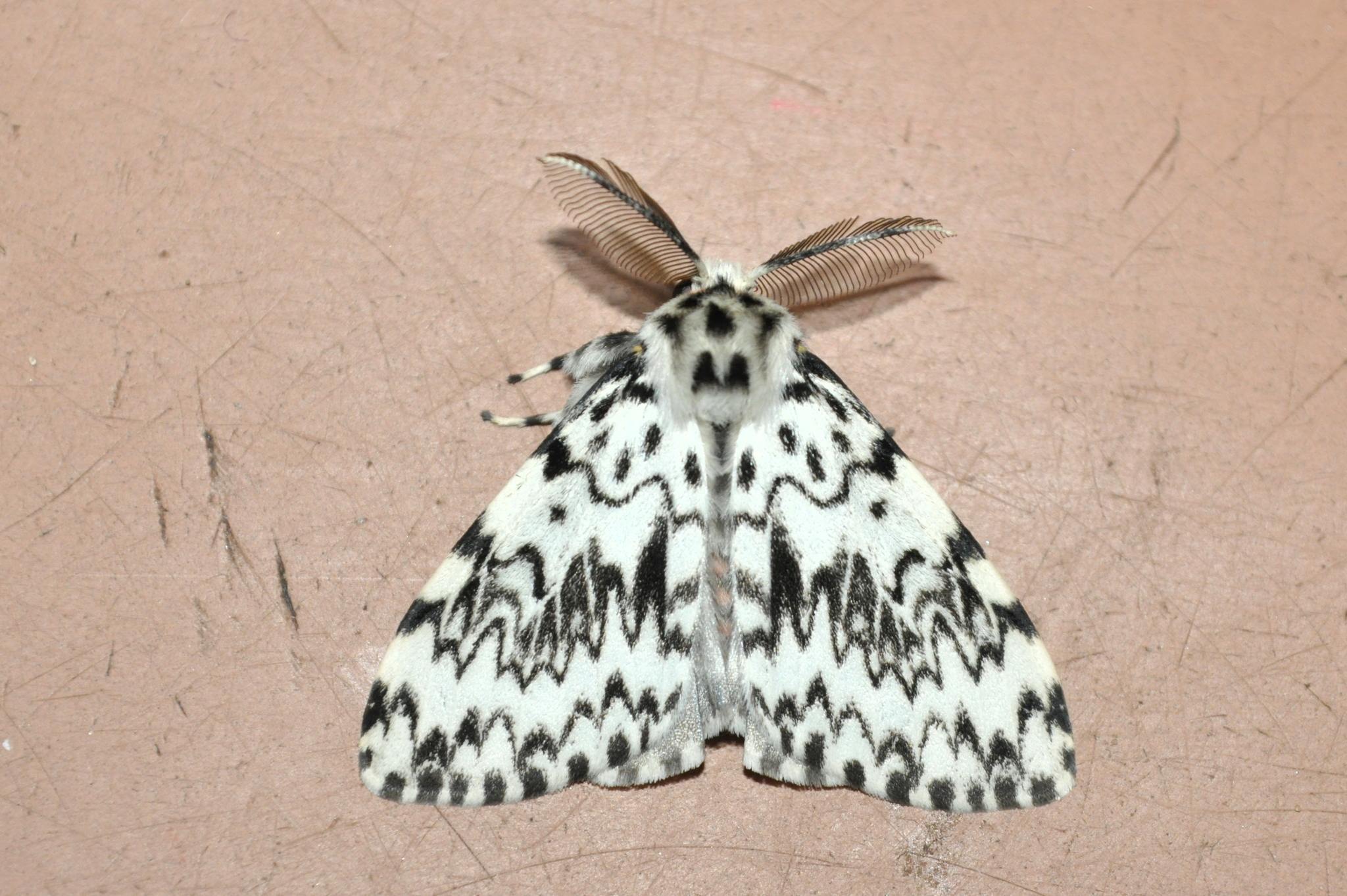 Lymantria monacha