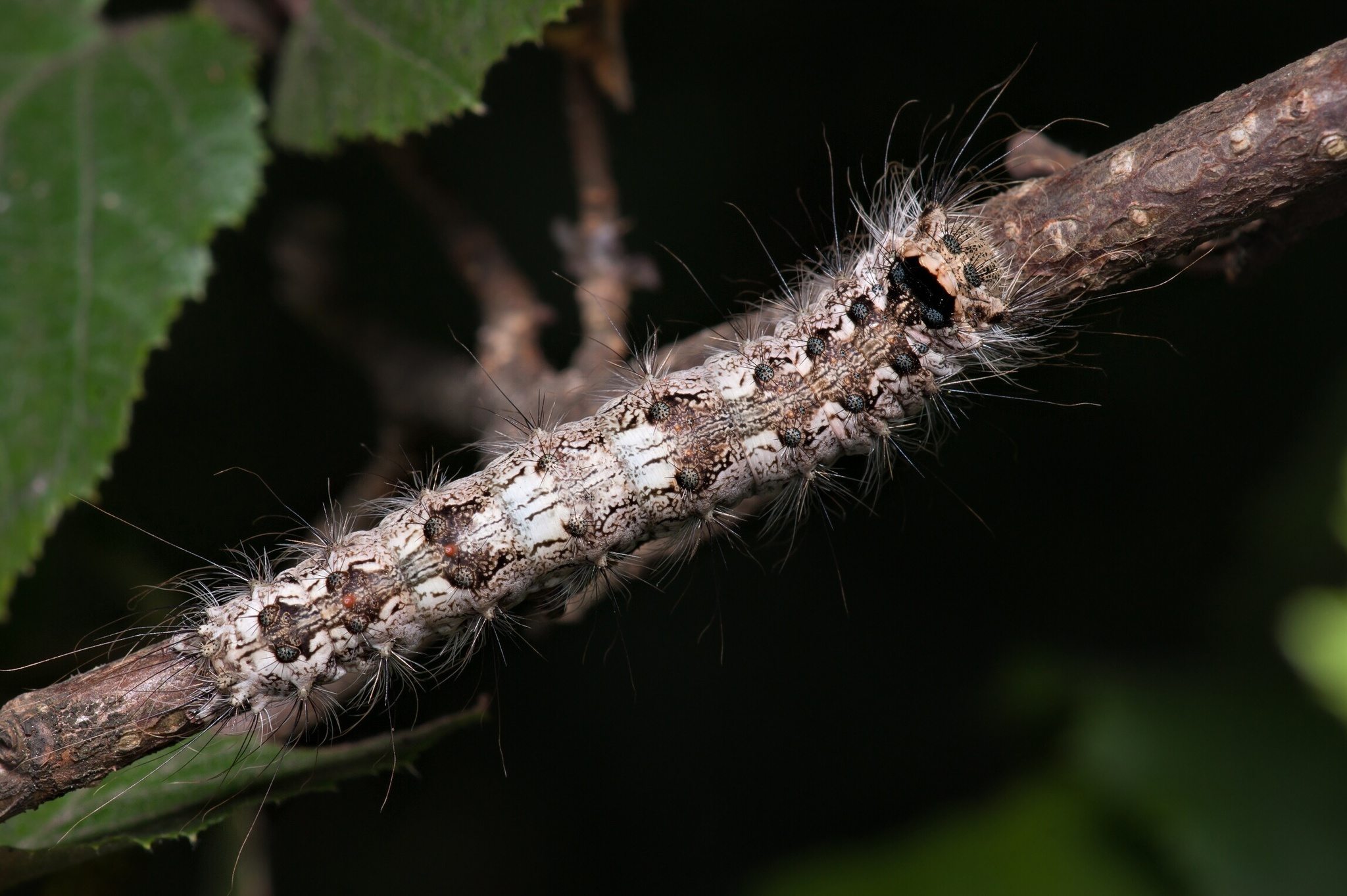 Lymantria monacha