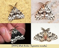 Lymantria monacha