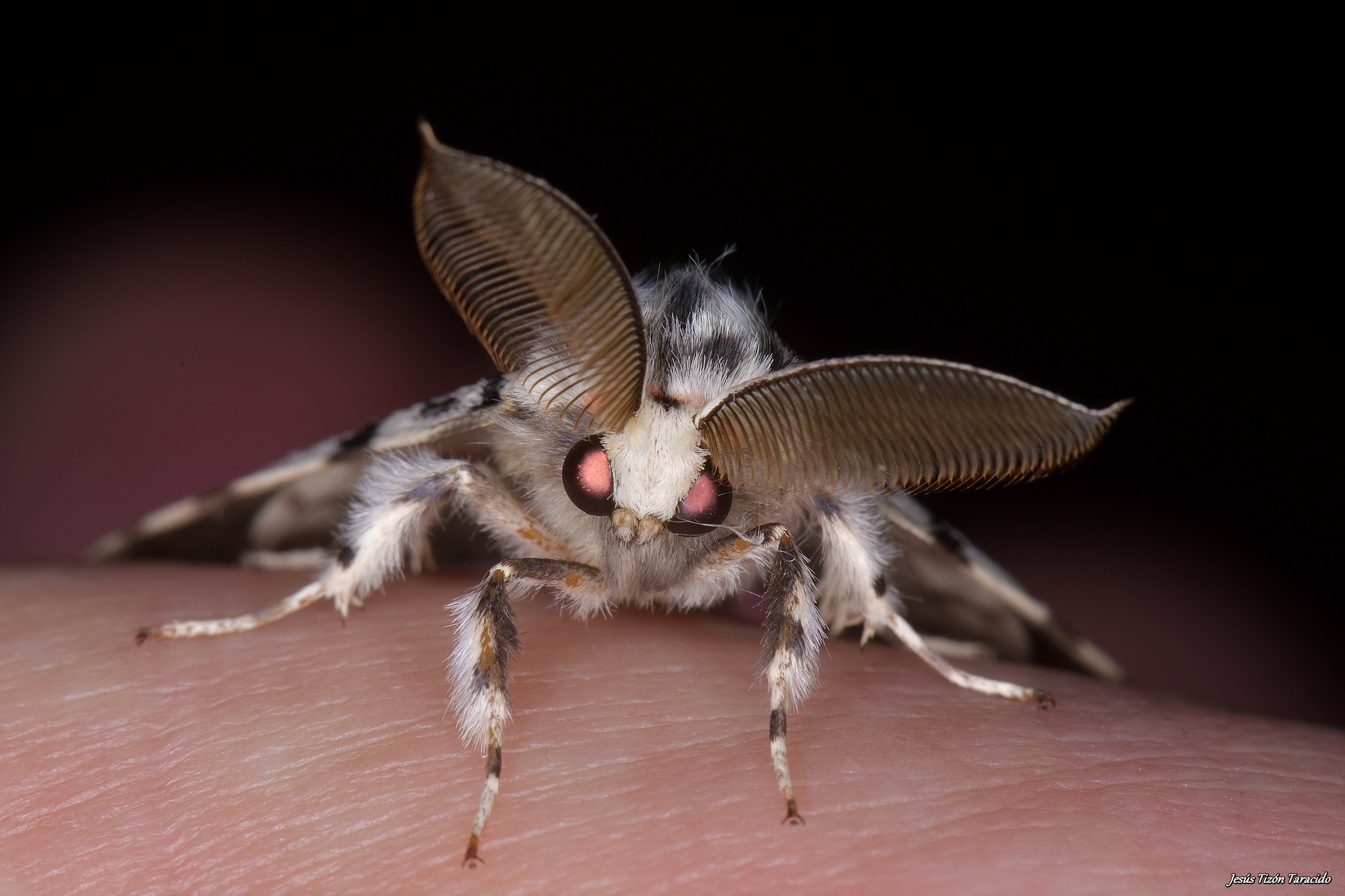 Lymantria monacha