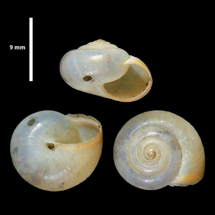 Monacha cemenelea