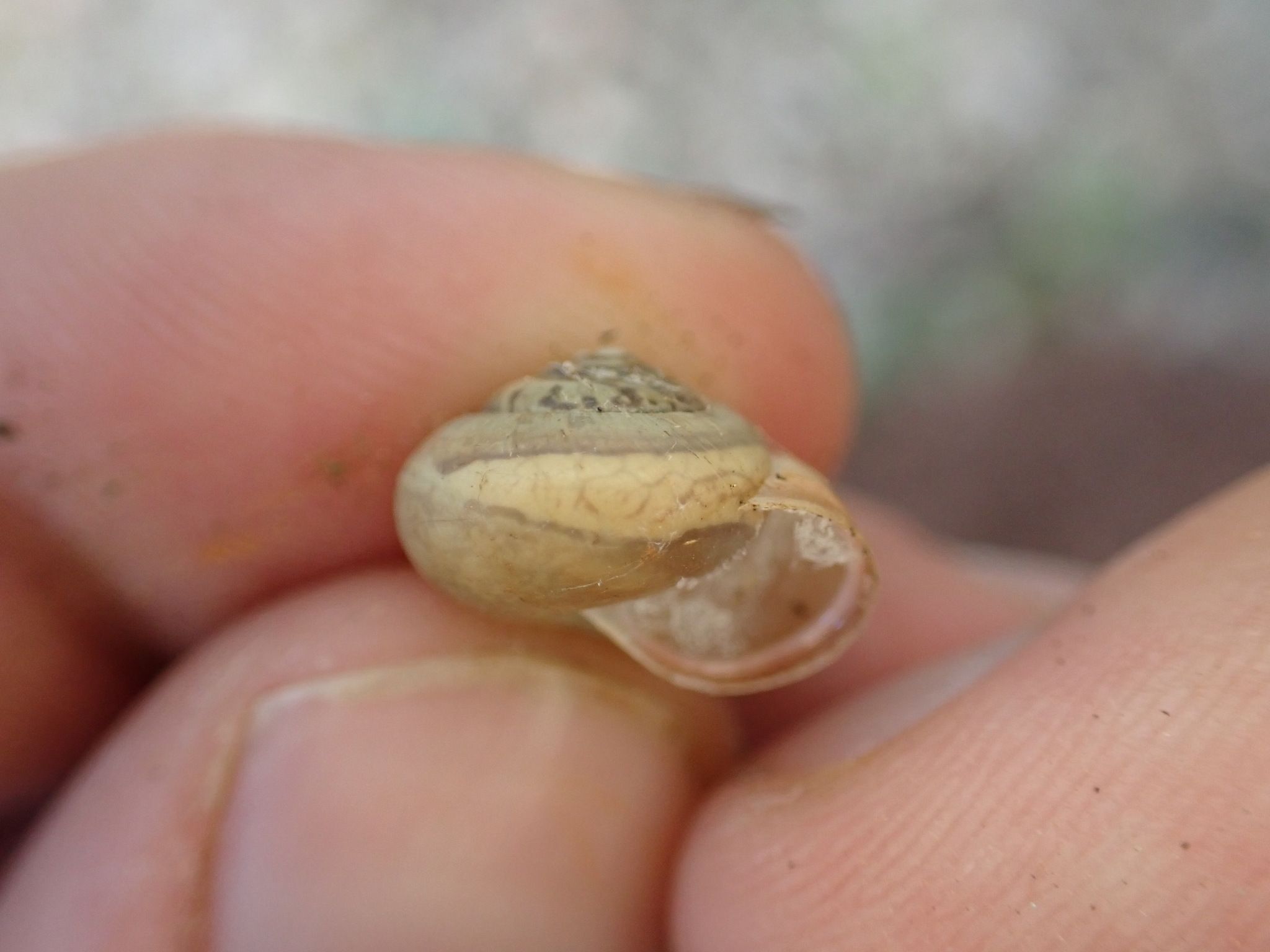 Monacha cemenelea