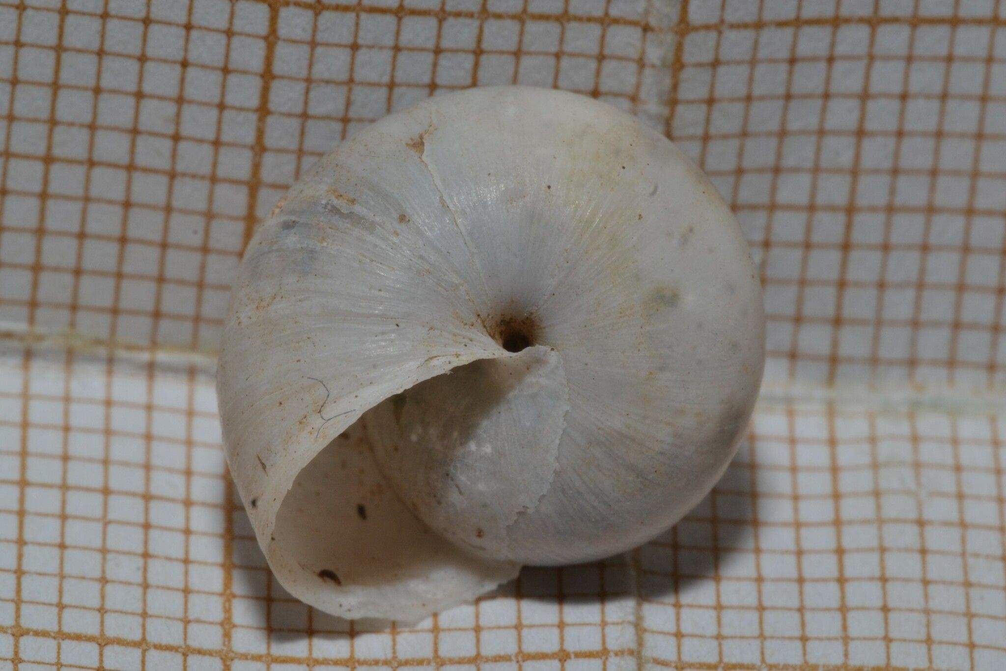 Monacha cemenelea
