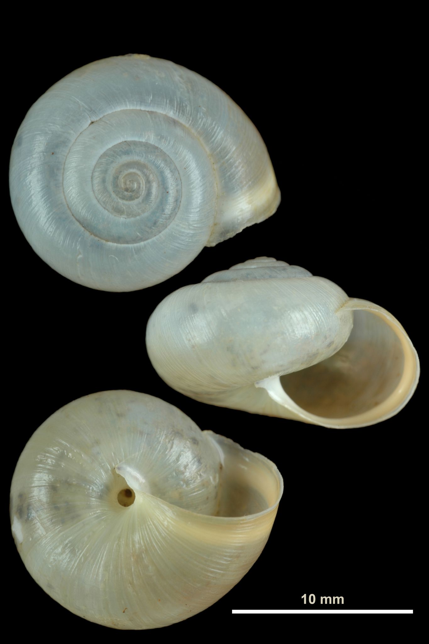 Monacha cemenelea