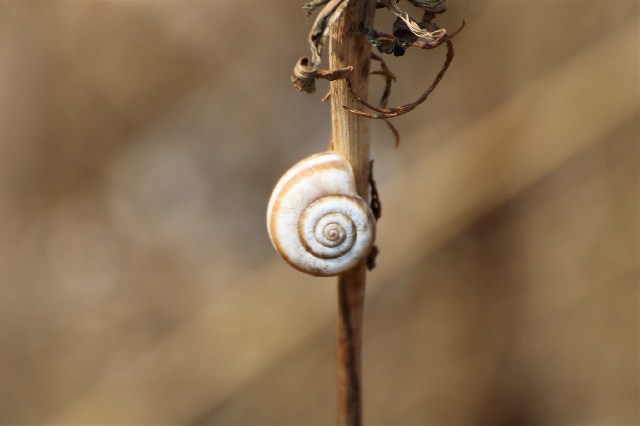 Cernuella neglecta