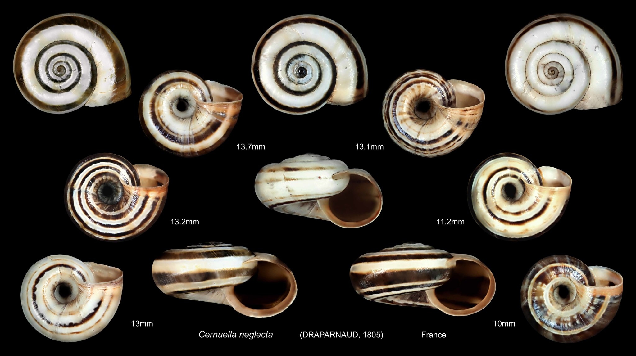 Cernuella neglecta