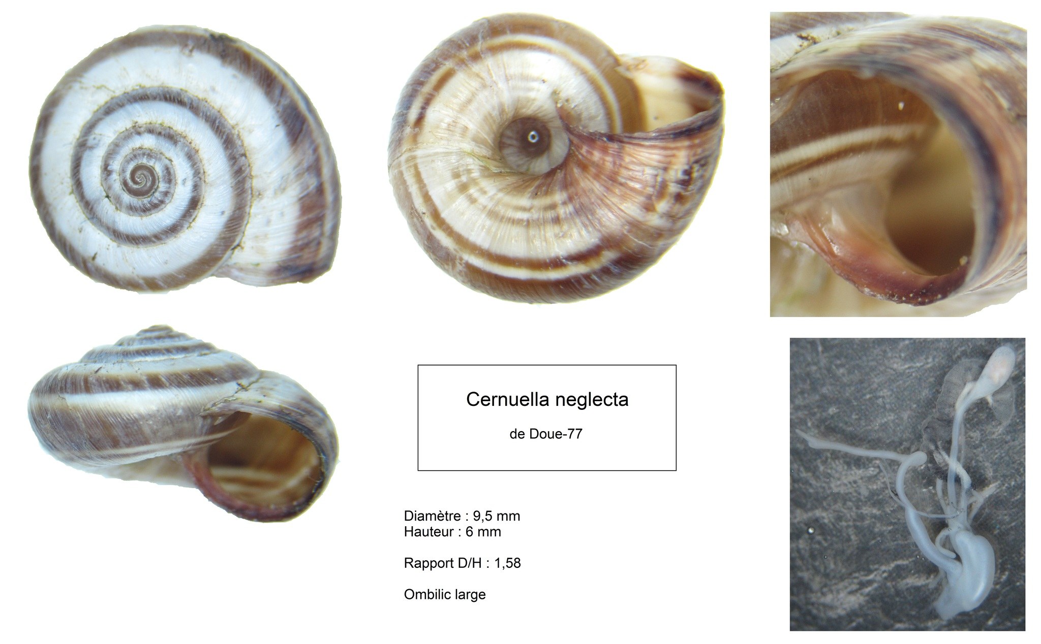 Cernuella neglecta