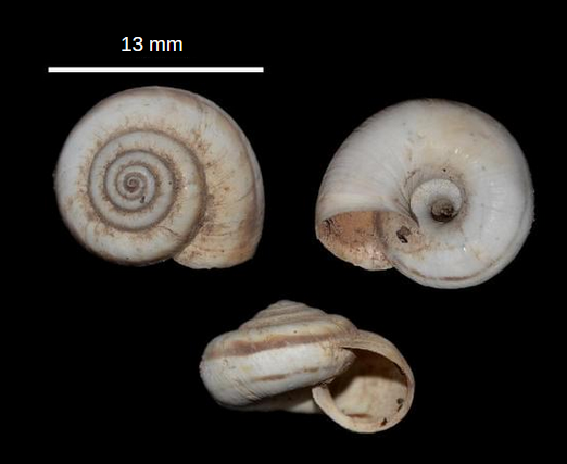 Cernuella neglecta