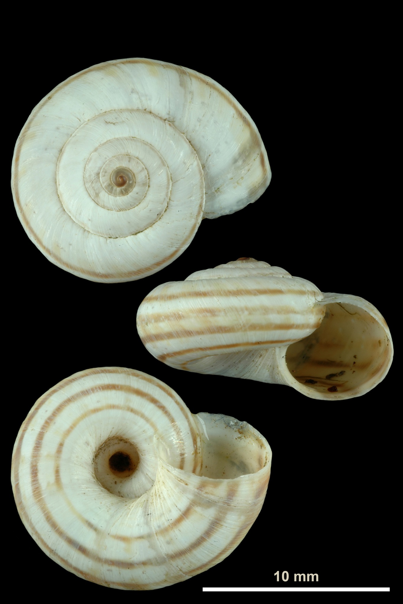 Cernuella neglecta