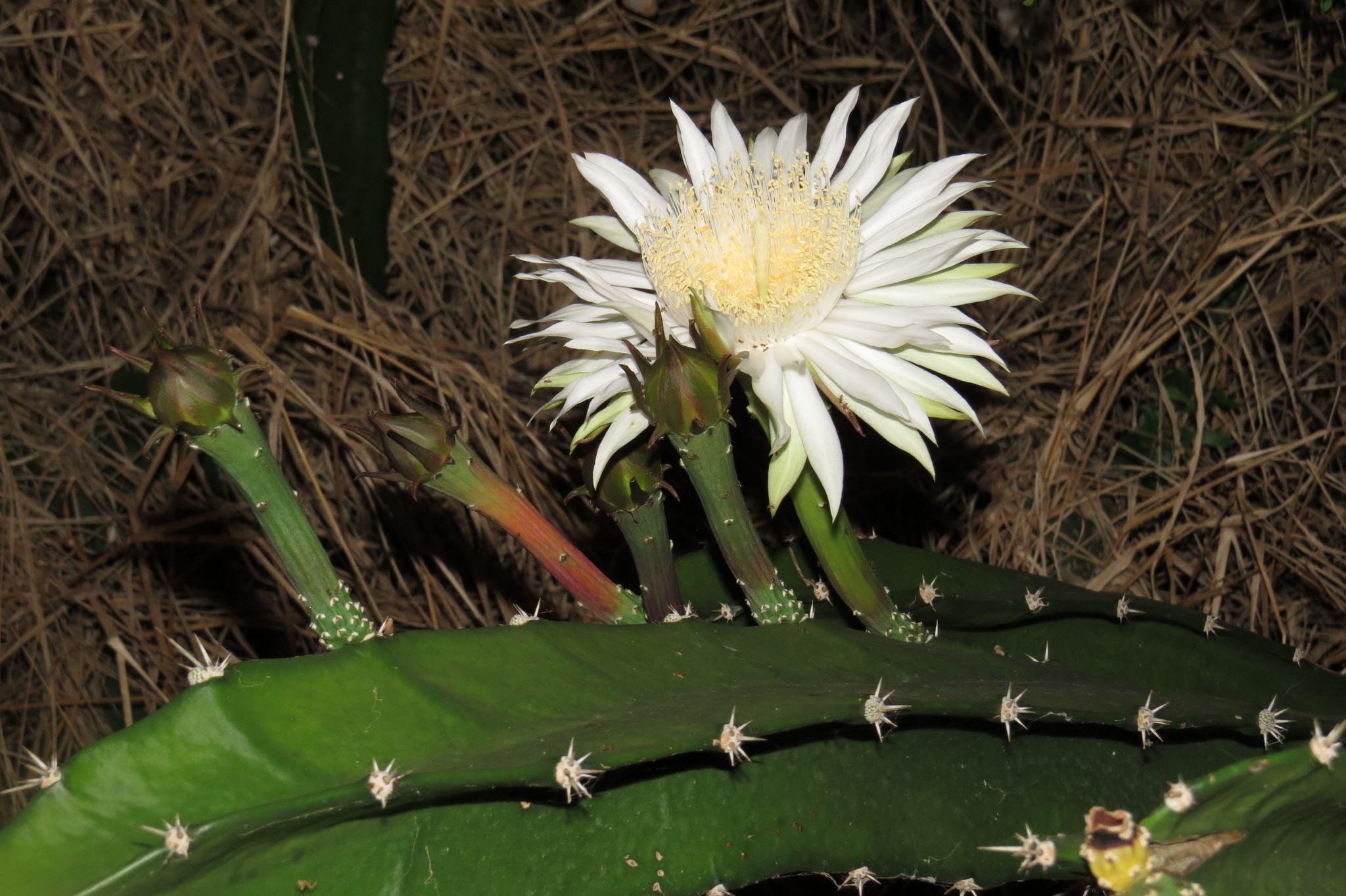 Acanthocereus pentagonus