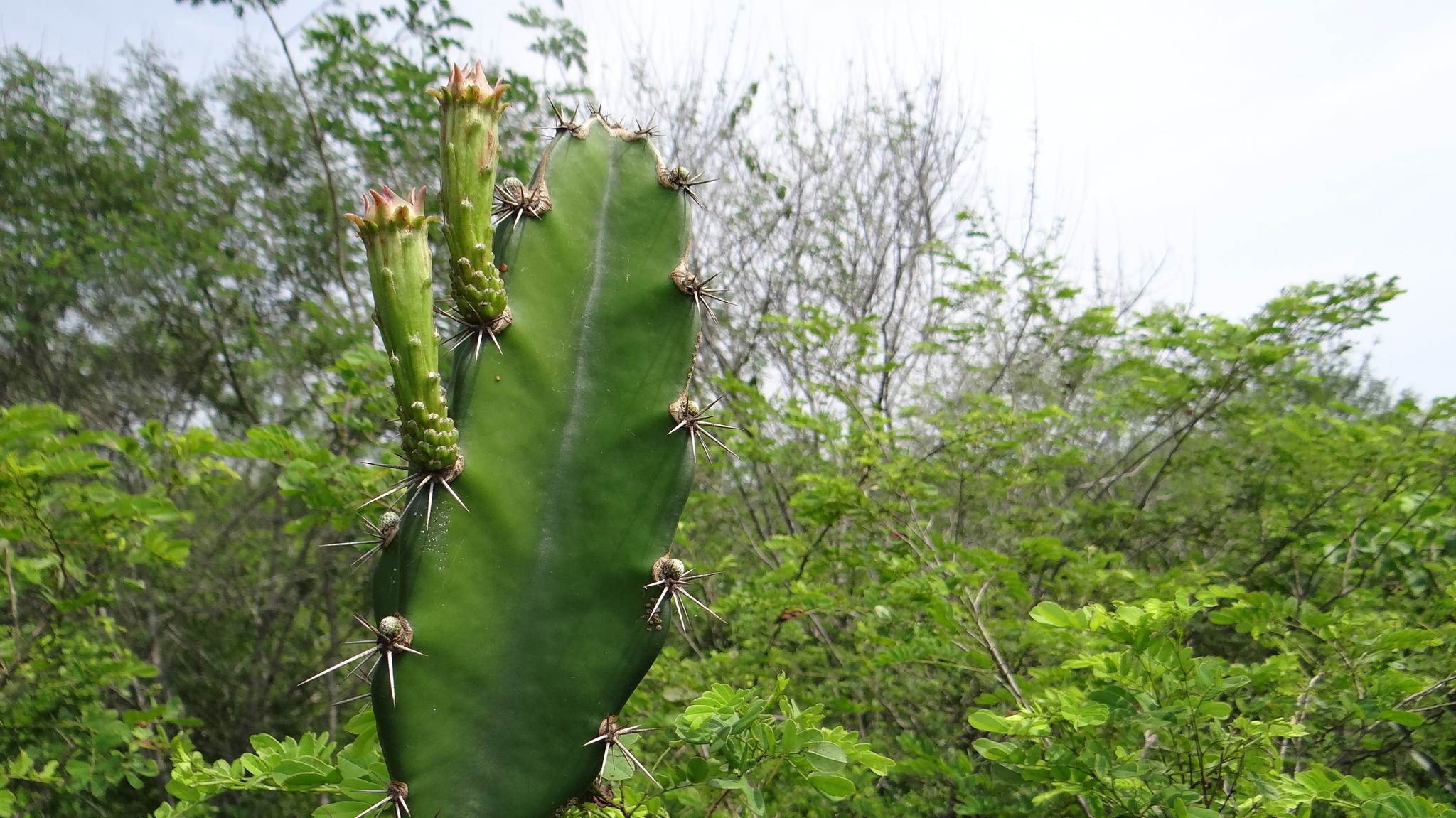 Acanthocereus pentagonus
