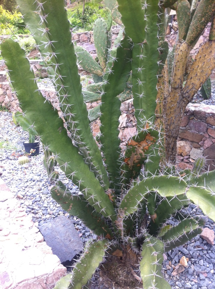 Acanthocereus pentagonus