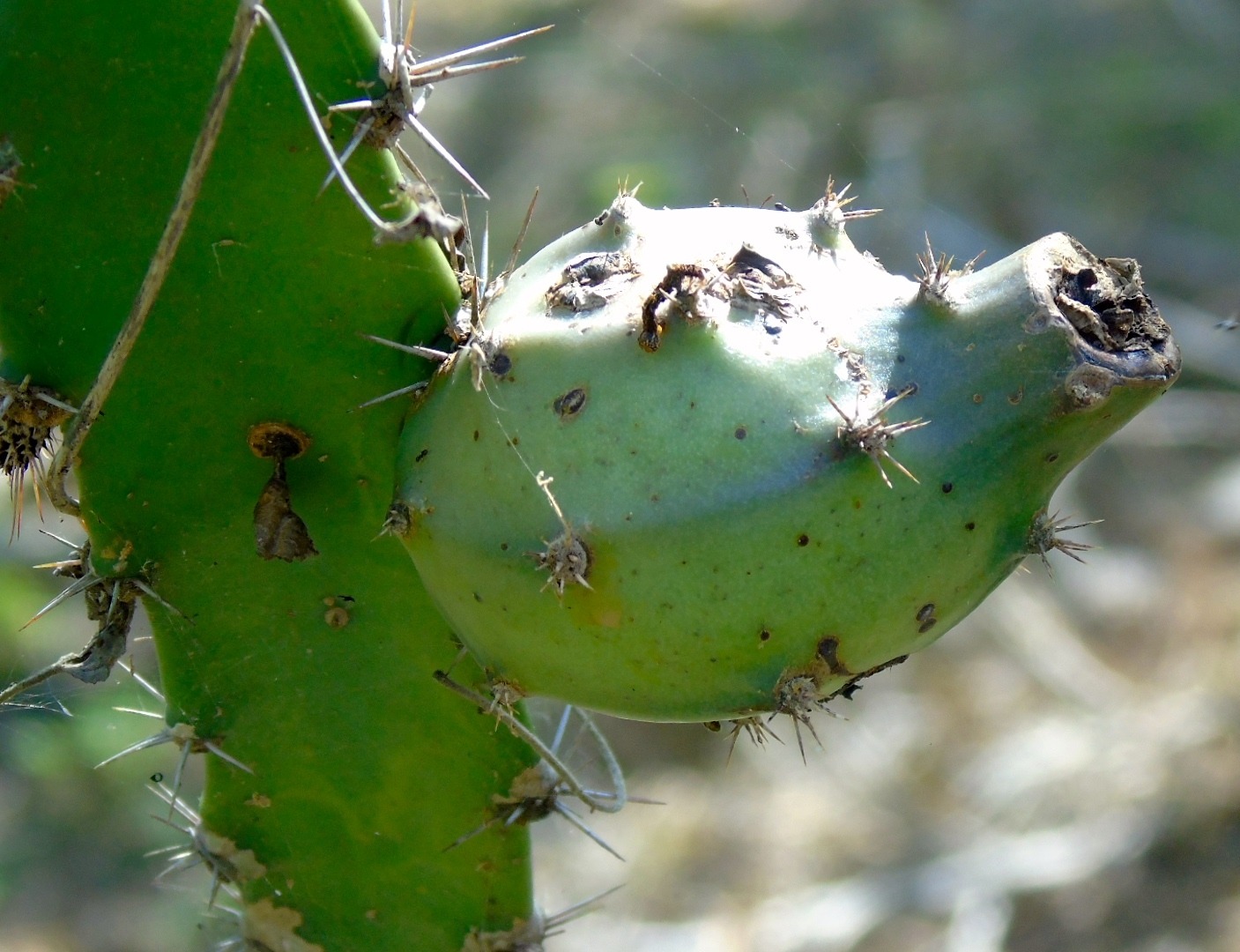 Acanthocereus pentagonus